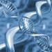 Штурм крепости «Процесс старения» продолжается: ученые нашли путь к сохранению ДНК