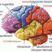Ученые смогли «отформатировать» человеческий мозг