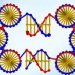 О наноструктурах из фрагментов ДНК, способных к самовоспроизведению