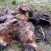 Мамонтенок Юкка -- ценная находка в Якутии и реальный шанс для клонирования мамонта