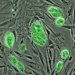 Биологи нашли проблемы в притворяющихся клетках