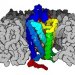 Нобелевскую премию по химии вручили за открытие рецепторов GPCR