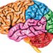 Механизмы и принципы работы памяти головного мозга человека