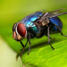 Назойливые асы: кинематика «инвертированного» приземления у синих мух
