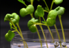 Появился способ отказаться от фотосинтеза: продукты вырастили без солнечного света