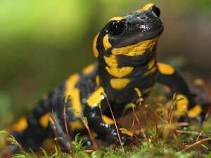 Salamandra -- представитель отряда хвостатых земноводных.