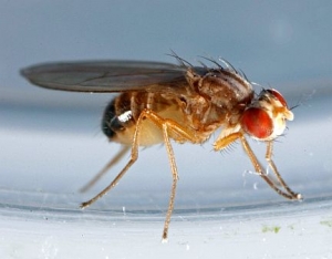 Ученым удалось выключить репродуктивные способности у насекомых-вредителей