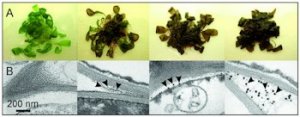 Через сутки нахождения в растворе, содержащем соли палладия, Arabidopsis thaliana способствовал формированию наночастиц металла.