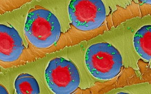 Электронная микрофотография, на которой видны бактерии E. coli (зелёные) отфильтрованные на плёнки пор ксилемы (синие и красные)