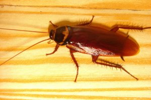 Имплантировав нанороботов в тело тараканов, инженеры превратили насекомых в живые 8-битные компьютеры(фото Wikimedia Commons).