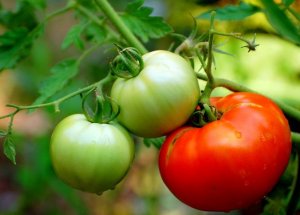 Наночастицы оксида цинка и оксида титана повысили урожайность томатов. Фотография: Manjith Kainickara / flickr.com