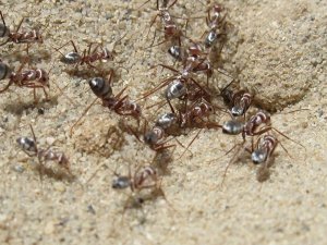 Рис. 1. Серебряные муравьи-бегунки Cataglyphis bombycinus. Фото с сайта antclub.org