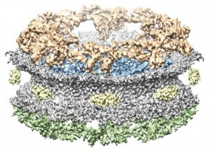 Структура нуклеопоры в яйцеклетке. Xenopus laevisИзображение: UZH