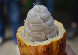 Свежие какао-бобы в стручке. Wikimedia Commons