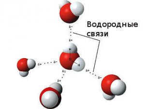 Формирование водородных связей между <br />молекулами воды. Изображение с сайта<br /> nau.edu