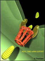 Транспортировка РНК (ярко-зеленые структуры) сквозь ядерную пору