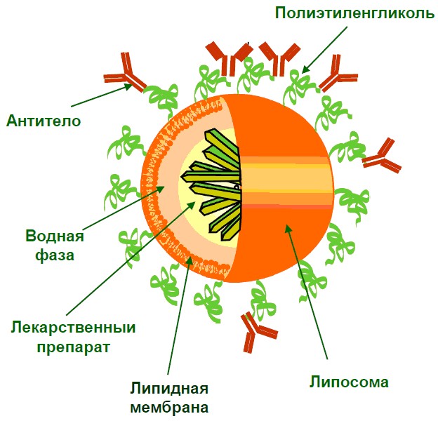 immunoliposoma.jpg