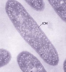 rhodobacter-1.jpg