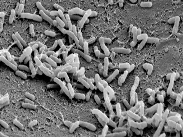 agrobacterium_image-a-600.jpg