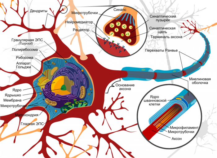 habrahabr-human-brain-project-2.png