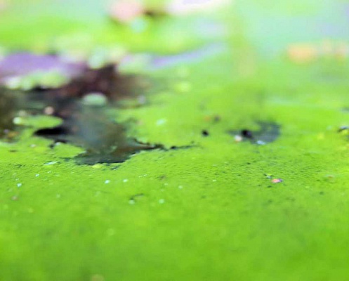 prpmech-algae-biofuel-water-green-1.jpg