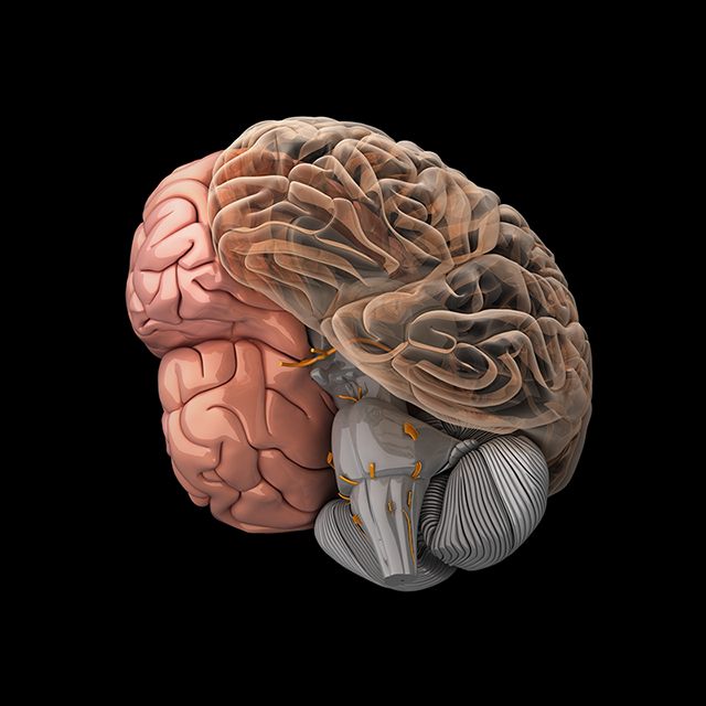 aif-brain-model.jpg