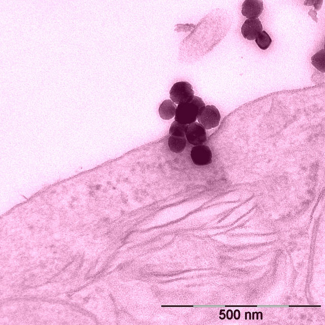 nkj-nanoparticles-1.jpg