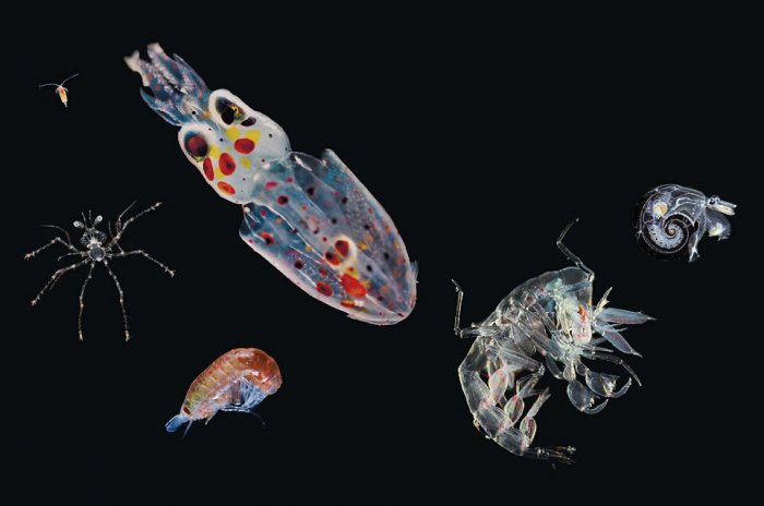 geektimes-plankton-4.jpg