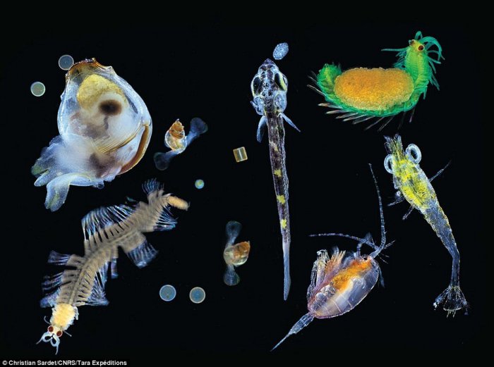geektimes-plankton-5.jpg