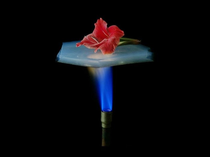 hi-news-greate-materials-aerogel-flower.jpg