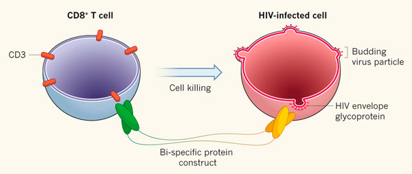 bispecific_antibodies_target_hiv_reservoires_3_600.jpg