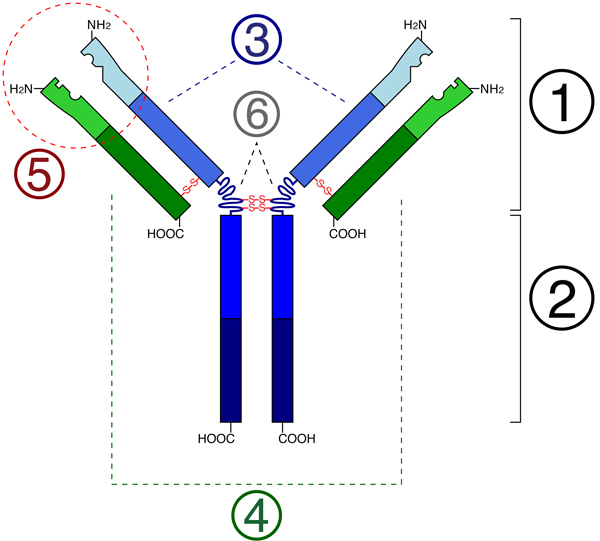 bispecific_antibodies_target_hiv_reservoires_4_600.jpg