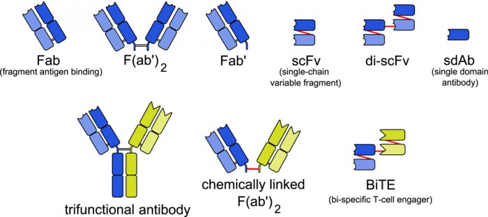 bispecific_antibodies_target_hiv_reservoires_5_1000.jpg