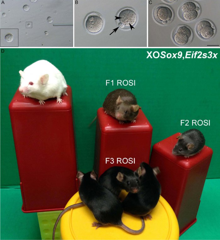 two_genes_substitute_for_the_mouse_y-chromosome_fig2_910.jpg