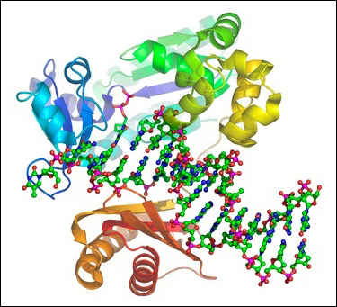 compulenta-polymerase.jpg