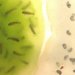 Клетки водоросли взрастили солнечную саламандру
