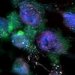 Как умирают клетки? Биофотонный метод демонстрирует динамику апоптоза в режиме реального времени и в живом цвете
