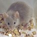 Эксперименты на мышах помогут вылечить рак