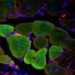 Биоинженеры перепрограммировали зрелую мышечную ткань в стволовые клетки-предшественники  без вмешательства в геном