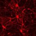 Функциональные нейроны получены из человеческих клеток кожи, минуя стадию iPS