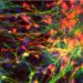 Новый метод получения  нейральных стволовых клеток обещает долгожданный прорыв в регенеративной медицине