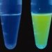 Флуоресцентные РНК освещают путь к новым открытиям