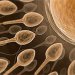 Раскрыт механизм, который позволяет сперматозоидам находить яйцеклетку