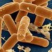 Бактерии в кишечнике влияют на поведение