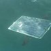 Mola - плавающий робот компании AeroVironment, функционирующий только за счет энергии Солнца