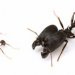 Учёные создали суперсолдат из обычных муравьёв