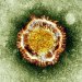 Агрессивный штамм-мутант: откуда взялся и чем грозит коронавирус