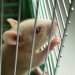 Мини-мозг и гибриды человека и мыши позволят раскрыть электрическую схему мозга