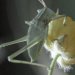 Клей для "разбитого сердца" и другие технологии, взятые у насекомых