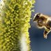 Можно ли натренировать пчел находить рак по запаху